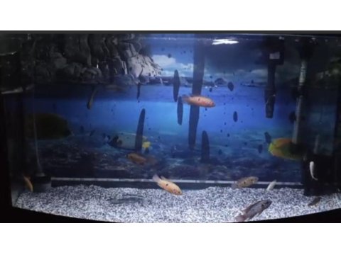 Mücevher cichlid