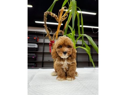 Boncuk gözlü orjinal maltipoo yavrularımız