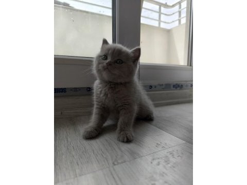 45 günlük british shorthair lilac