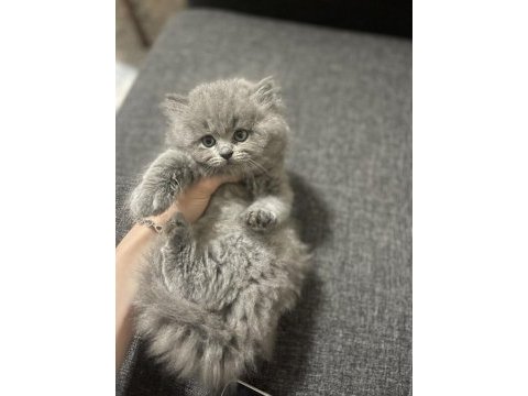 Safkan british longhair yavrumuza sevgi dolu yeni yuva
