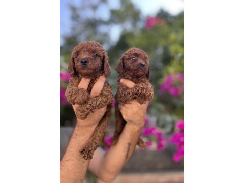 Red brown toy poodle yavrularımız