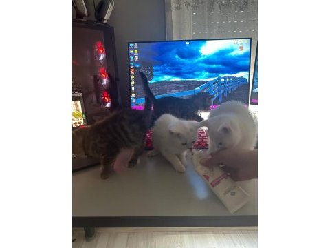 60 günlük ırk kediler sahiplendirilmeye hazır