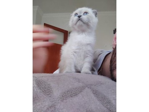 2 aylık sütten kesilmiş scottish fold yavruları