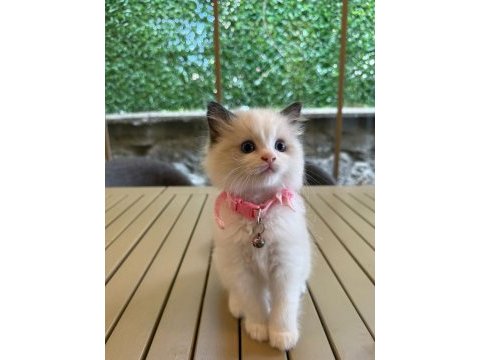 Ragdoll yavru kediler