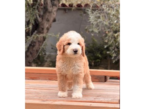 Particolor labradoodle yavrular