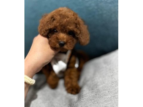  toypoodle yavrularımız 