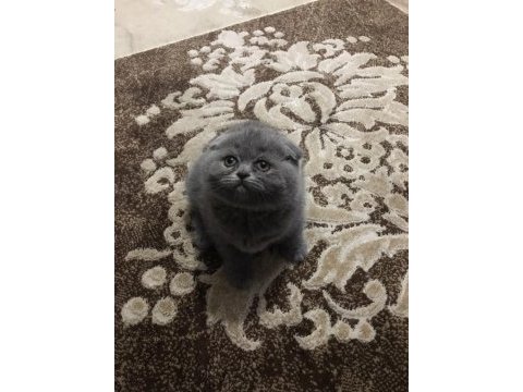 Scottish fold cinsi yavru
