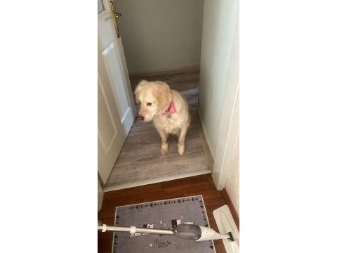 Golden retriever köpeğimizi sahiplendirme