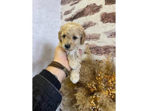 Birbirinden tatlı kaliteli toy poodle yavrularımız