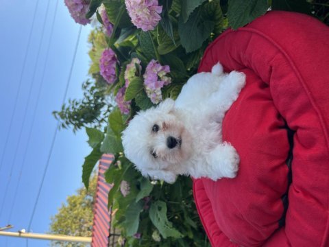 Orjinal kar beyaz bichon frise yavrular 