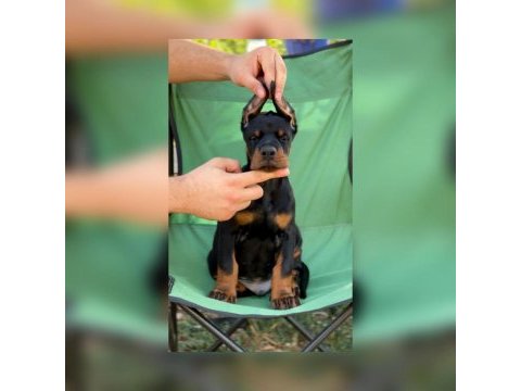 Fcı kıf secereli doberman yavruları