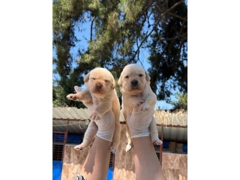 Labrador yavrularımız