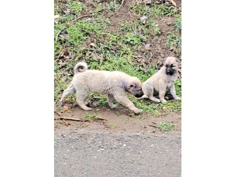 2 adet saf orjinal kangal