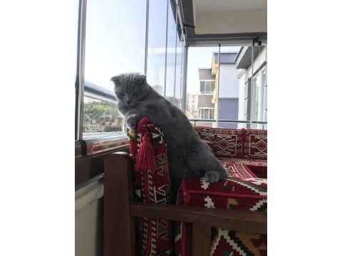 British shorthair kral şakir