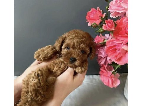 Kore kan red toy poodle  yavrularım 