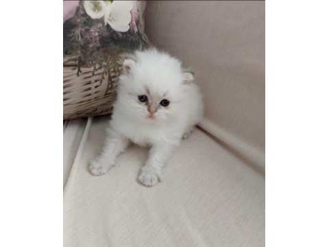 British longhair oğlumuz yeni yuvasını arıyor