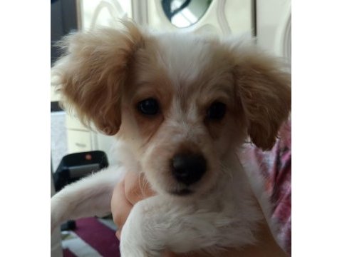 Yavru köpeğimizi sahiplendirmek istiyorum