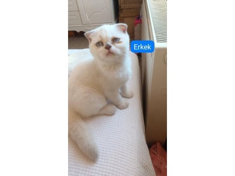 Scottish fold 3 aylık kedimiz