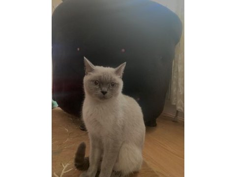 1 yaşında british shorthair dişi kedimiz