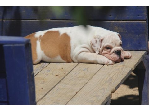 Şişko bulldog çocuk