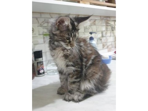 Show kalitesinde muhteşem maine coon dişi