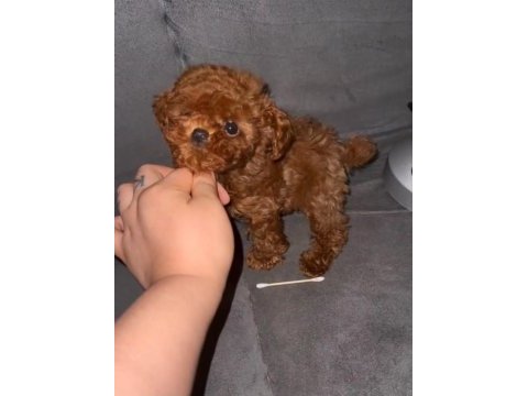 Gerçek kore poodle yavrular