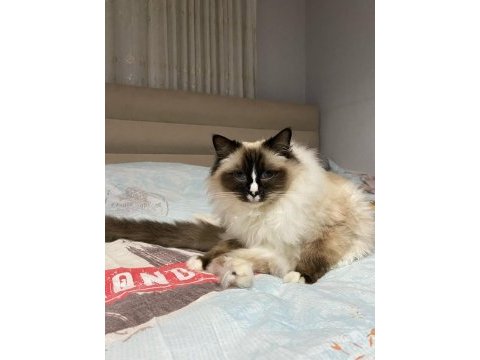 Safkan ragdoll kedimiz