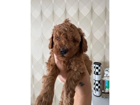 Toy poodle köpeği