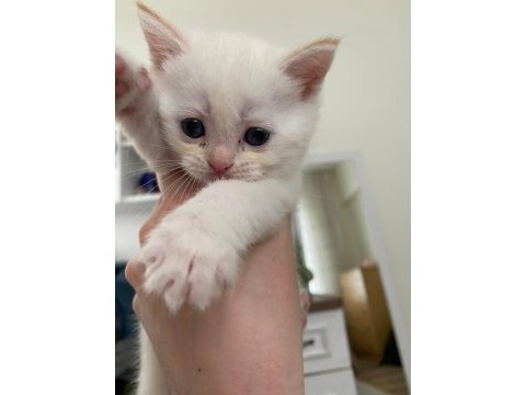 Safkan british shorthair dişi yavru yeni yuvasını arıyor