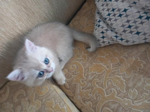 British shorthair cy12 dişi