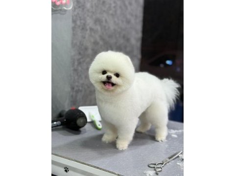 Ayı surat teddy boo yavrular
