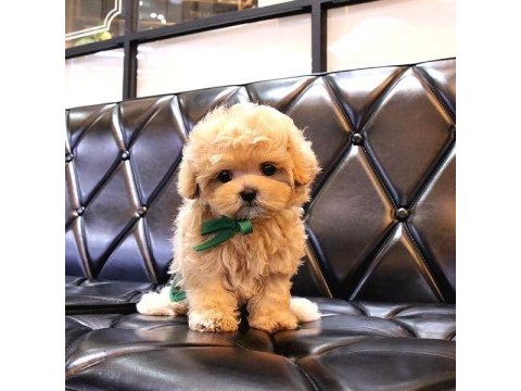 Kore maltipoo bebeklerım