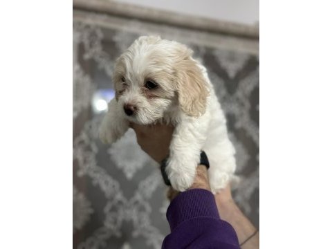Sahiplendirmeye hazır maltese boncuklarımız