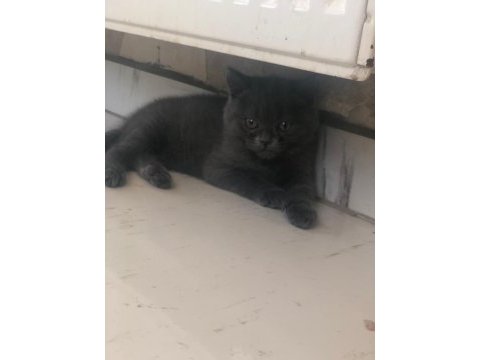 Oyuncu british shorthair dişi tuvalet eğitimi var 2 aylık