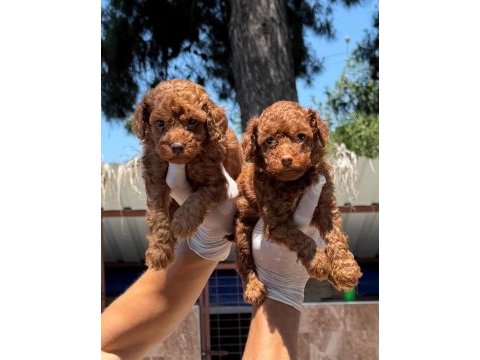 Toy poodle yavrularımız