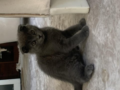 Çok sağlıklı scottish fold yavrular