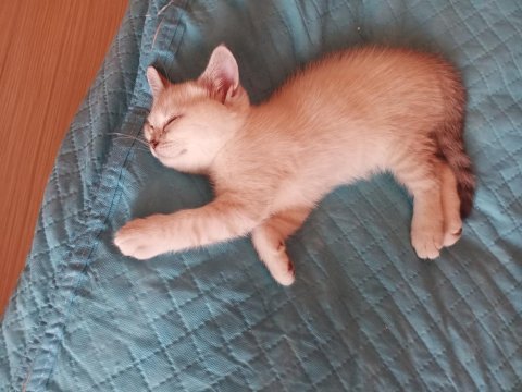 British shorthair kedimiz ömürlük yuvasını arıyor