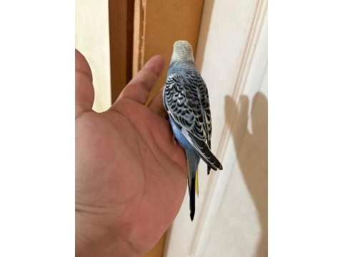 37 günlük oğlan bebek muhabbet kuşu