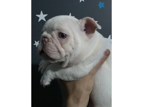 Lilac and tan platinum erkek french bulldog izmir