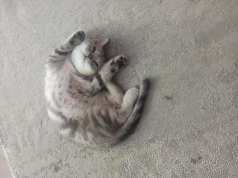 British shorthair tabby