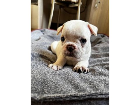 Yeni aileye hazır french bulldog yavrular
