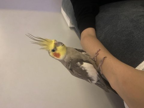 Babacık, cicikuş, aşkım kelimelerini konuşabiliyor