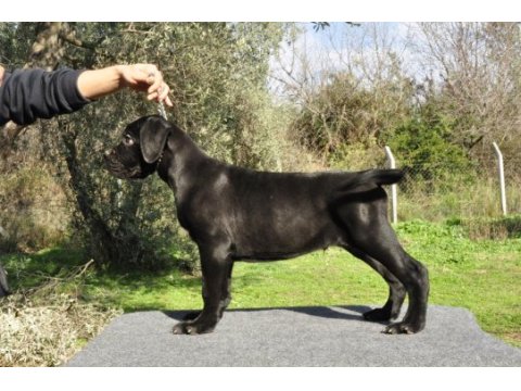 Şecere belgeli ırk ve sağlık garantili cane corso yavrular