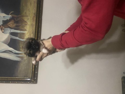 Pekinez yavrularımız yeni yuvalarını arıyorlar