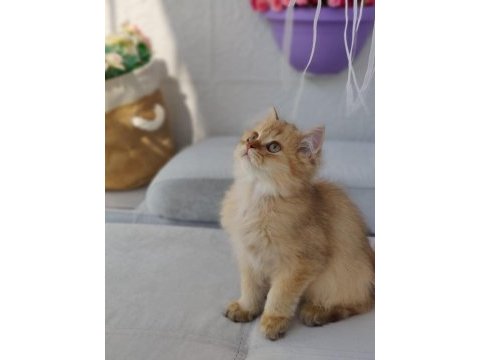 Leo british longhair