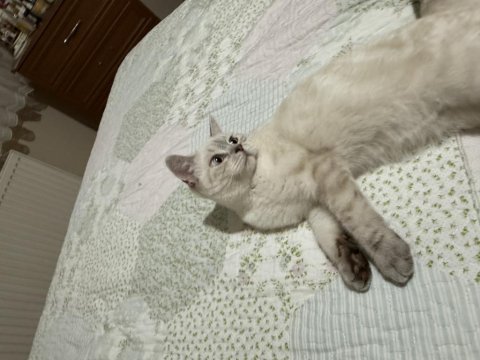 5 aylık dişi british shorthair
