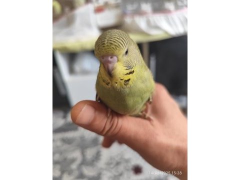 Yeni yeme düşen jumbo muhabbet kuşu yavrular