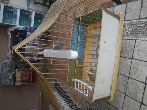 Satılık kanaryalar