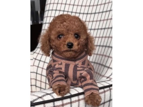 Mükemmel yapılı toy poodle yavruları