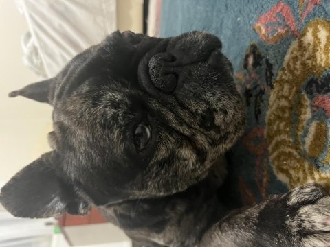 Güzel french bulldog oğlumuza ücretsiz yuva arıyoruz